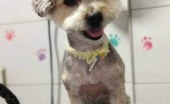 MalagaVet capuchinos