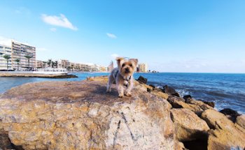 Clínica Veterinaria Santa Rosa