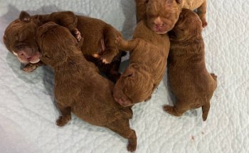 Hospital Veterinario Costa del Sol