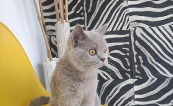 Clínica Veterinaria D'VET Málaga