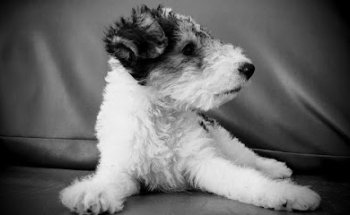 Centro Veterinario Dra. Bueno