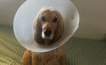 Clínica Veterinaria Jardines del Romeral