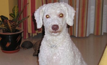 Centro Veterinario Africa