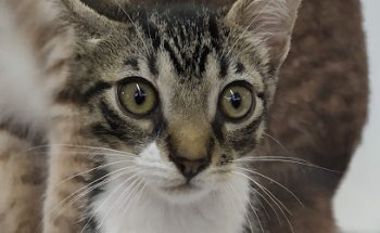 Clínica Veterinaria Albeitar