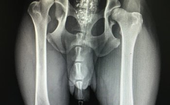 Animalicos Hospital de Día Veterinario