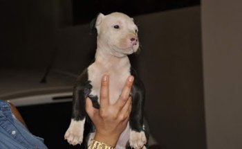 Clínica Veterinaria Añaza