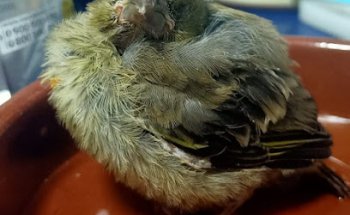 Centro Recuperación Especies Amenazadas