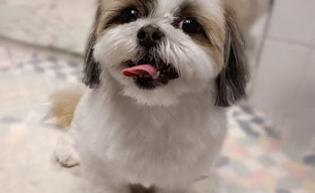 Can Racó Clíniques Veterinàries urgències 24/7