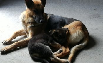 Centro Veterinario Carranque