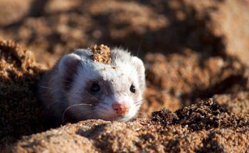 Clínica Veterinaria Arandilla
