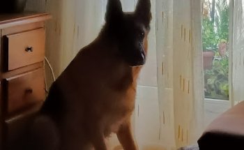 Zooflor Clínica veterinaria