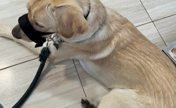 Clinica Veterinaria San Roque ELX