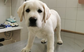 CLÍNICA VETERINARIA SOFÍA PIZARRO