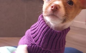 Clínica Veterinaria M&D