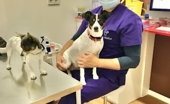 Pet Médica VETERINARIA