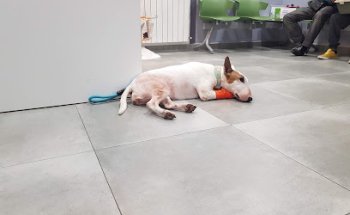 Alameda Clínica Veterinaria