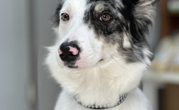 CLÍNICA VETERINÀRIA TERRA MASCOTES