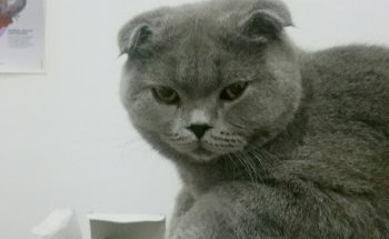 Centre Veterinari Mataroní