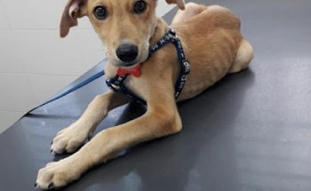 Clínica Veterinaria Petconnection