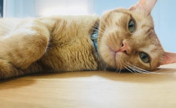 Clínica Veterinaria Campo Alegre