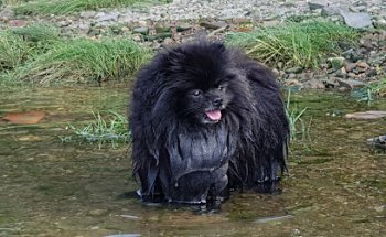 Clínica Veterinaria Guau