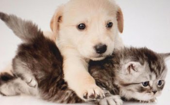 Centro Veterinario Estrella de Mar