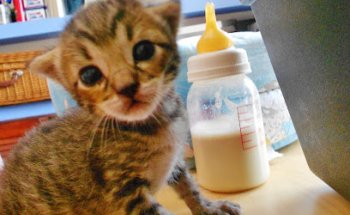 Clínica veterinaria El Rincón