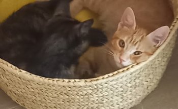 Veterinaria Son Caliu