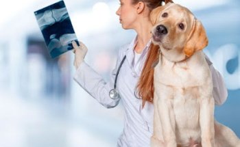 Clínica Veterinaria Santa Ponça