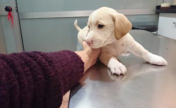 Clínica Veterinaria los Boliches Sl