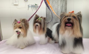 Clínica Veterinaria Andalucía