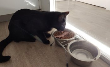 Centre Clinic Veterinari Dr. Santi Ribell