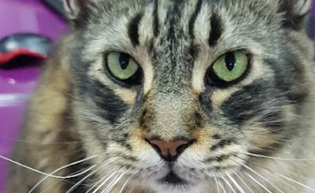 Clínica Veterinaria Nigúry Centre