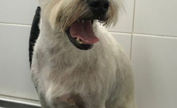 Clínica Veterinaria Saludvet