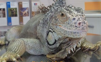 Clínica Veterinaria San Marcos