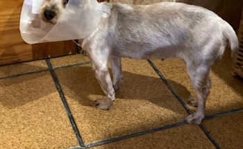 CLINICA VETERINARIA ALBA