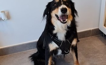 Clínica Veterinaria AGUA