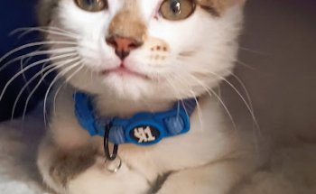 Clínica Veterinaria Mollet