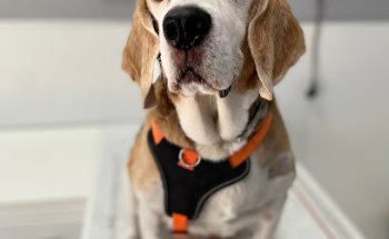 Veterinaria Peñalara