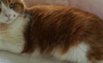 Clínica Veterinaria Playamar