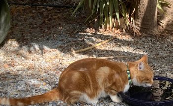 Centro Veterinario Axarvet