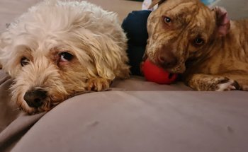 Veterinario Vet Sur Armeñime