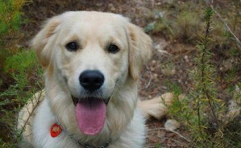 AniCura Vetamic Centre Veterinari Miami Platja