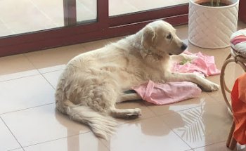 Centro Veterinario Teià