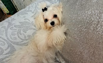 Clínica Veterinaria Sauces