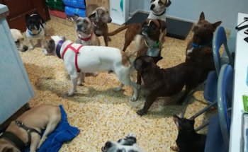 Consulta Veterinaria Cachibache