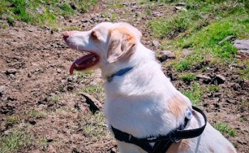 3Animal Clinica. Urgencias 607471919