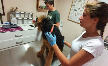 Almanzor Servicios Veterinarios