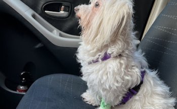 Clínica Veterinaria Añaterve