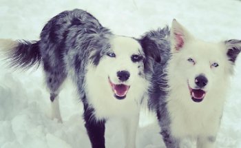 CENTRO CLÍNICO VETERINARIO ÁLVARO NAVA
